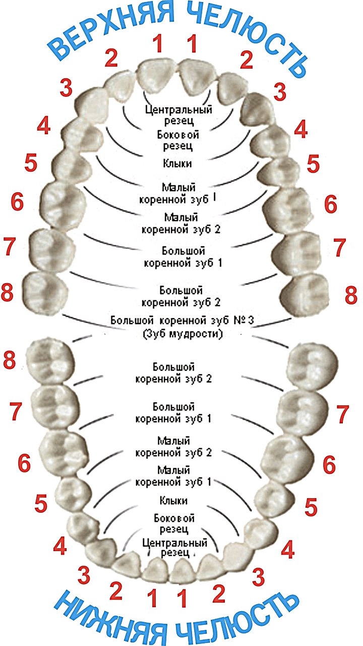 Сколько зубов у человека? - Стоматология Авонстом